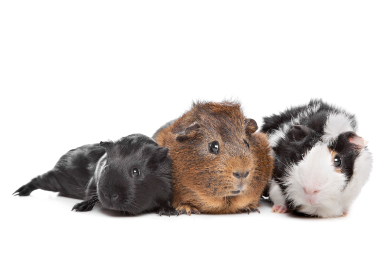 three guinea pigs